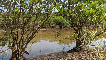 Fototapeta na wymiar mangroves in the river