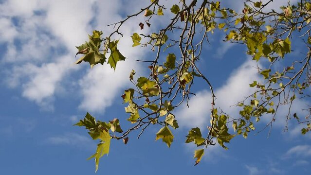 Nature background with branches and leaves of London plane