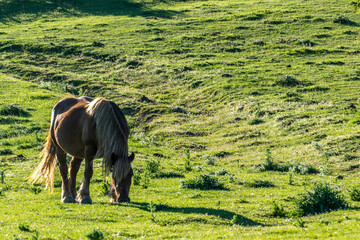 Wildpferd in Kantabrien, Spanien