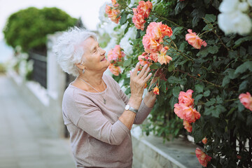 Elderly woman admiring beautiful bushes with colorful roses. Senior lady on a walk in the city examining flowers