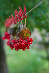 Red viburnum berries are dried, close-up.