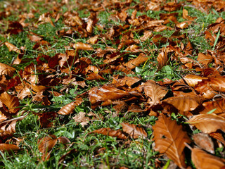 vista di prato con foglie autunnali a terra