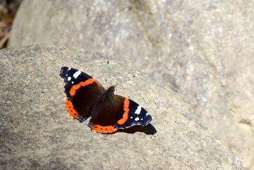 Fototapeta na wymiar Red Admiral Butterfly on a stone