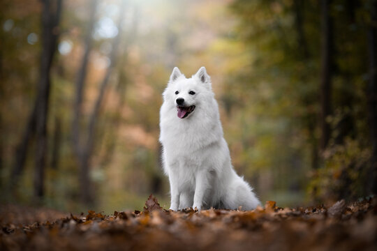 white spitz dog in the forest