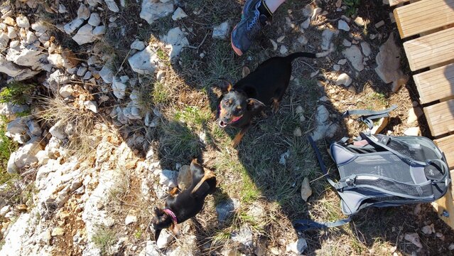 Aggrodog