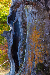 Trees in autumn