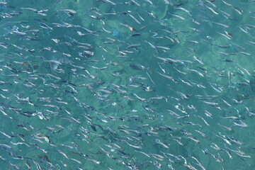 Fototapeta na wymiar small fish in clear sea water top view