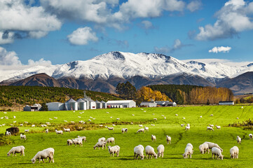 Beautiful New Zealand landscape - 539259893