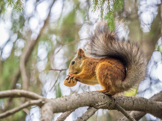 The squirrel with nut sits on tree in the autumn. Eurasian red squirrel, Sciurus vulgaris.