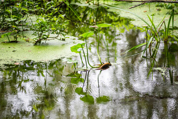 green reflection