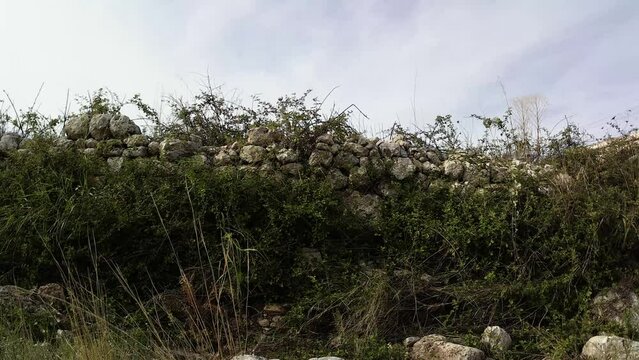 muro in pietra con rovi