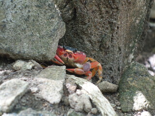 Crabe Touloulou - Martinique
