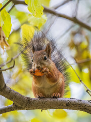 The squirrel sits on tree with carrot in the autumn. Eurasian red squirrel, Sciurus vulgaris.
