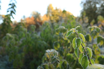 Background of green leaves. Sunrise in Ukraine. Despite the war, everything is growing and coming...
