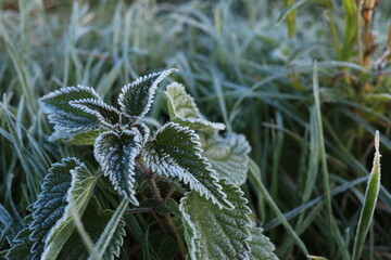 Frostbite on nettles. October morning in Ukraine