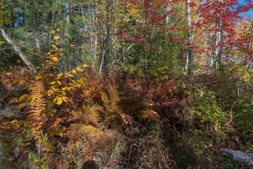 Foiliage in a Fall Autumn Maple Fern Wetlands