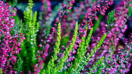Closeup of colorful blossoming of heather Calluna vulgaris cultivated in hothouse. Latvian autumn.
