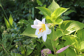 photo of a blooming white lily with a fluff on a petal in the village