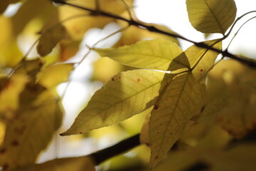autumn leaves background