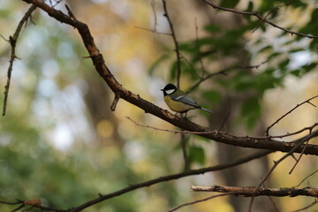 bird on a branch