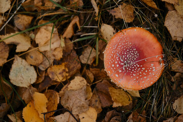 Amanita muscaria Macro photo. Concept of environment and nature of autumn forest in detail. One fly agaric grows in the autumn forest among fallen yellow leaves. Top view.