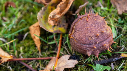 Autumn natural texture - ripe brown chestnuts, green, yellow and red leaves and green grass.