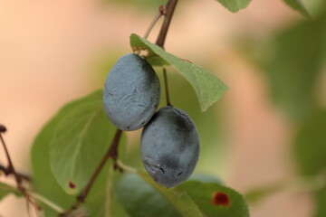 olives on tree