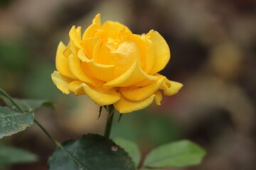yellow rose on the street 