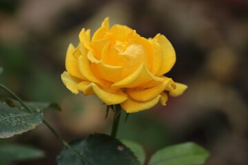 yellow rose