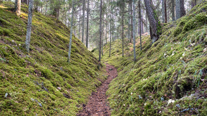 Tourist trail in the beautiful forests of Latvia. A path between two mossy hills.