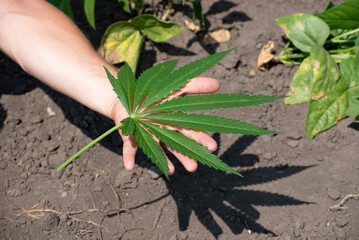 Close-up cannabis leaf, wild hemp photo. Natural drug for medical aims