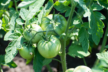 Bushes of tomato on the field, early eco food, green tomatoes. Agriculture