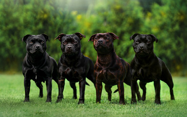 Four staffordshire bull terriers standing in a line in middle of a yard