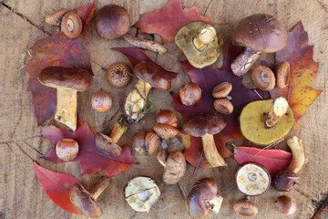 Riches of the autumn forest: freshly picked boletus, acorns among red oak leaves.
