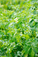 Bushes of potatoes on the field, early eco food, potato with flowers. Agriculture