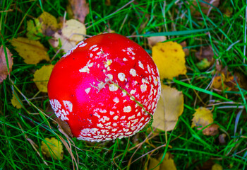 Spotted Red Mushroom (Fly Agaric) found in Cowhouse Bank Woods on the North Yorkshire Moors