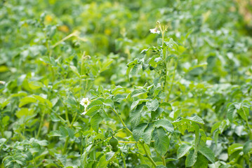 Bushes of potatoes on the field, early eco food, potato with flowers. Agriculture