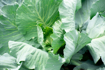  head of cabbage in the garden,gardening concept,agriculture. Growing eco food in the village,photo
