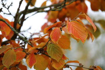 Zaubernuss Blätter - Hamamelis im Herbst