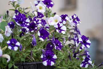 a close up of a vase with a purple flower