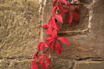 fall season creeper plant on a wall