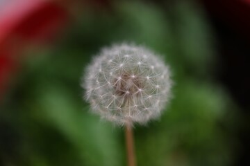 Selective focus shot of a fluffy dandelion clock in the garden in the daylight
