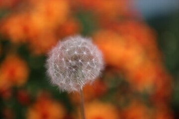Selective focus shot of a fluffy dandelion in the garden in the daylight