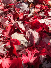 red maple leaves
