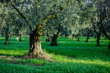 olive field and single olive tree , Olive is one of the longest living tree species in the world.