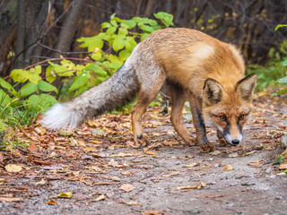 Naklejka na ściany i meble The red fox Vulpes vulpes walks along a path in the forest.