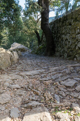 Wanderung auf Mallorca durch das Tramuntana Gebirge auf dem Fernwanderweg GR 221 Ruta de Pedra en Sec von Lluc, Masanella nach Pollenca. Hier typische Trockenmauern und Wege.