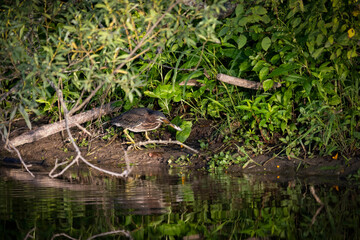 The young Green heron (Butorides virescens) on the hunt