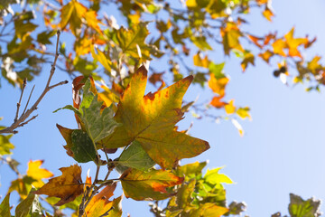 sycamore tree branches and leaves in autumn