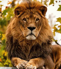 Portrait of a male pride African Lion as the King of Beasts on a fall day or autumn day.